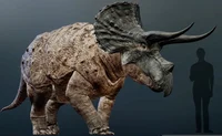 Triceratops v