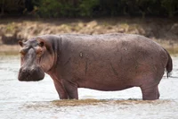 Hippopotamus 