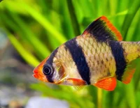 Tiger Barb