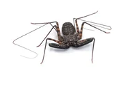 TL whip scorpion