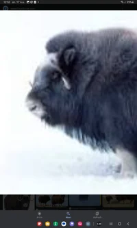 Muskox