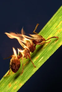 Burning ant