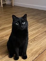 random black cat