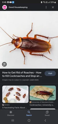 Cockroach
