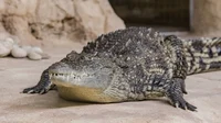 nile crocodile