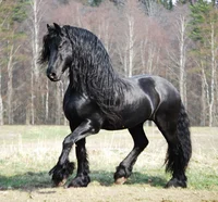 Friesian horse