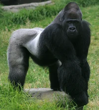 Rival gorilla