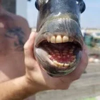 teeth fish