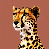 A Human Cheetah cost