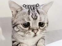 tiktok sad cat