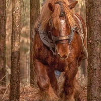 Chestnut Draft Horse