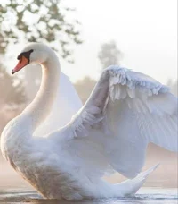 Swans but ur Buddies