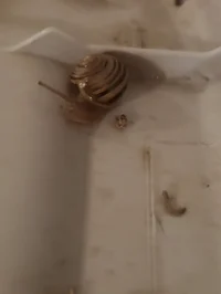 jerry the baby snail