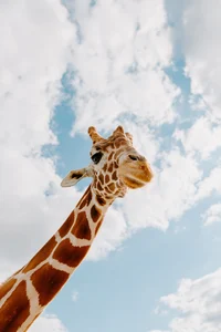 Giraffa