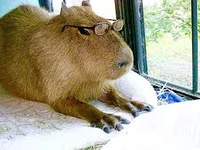 Capybara