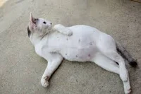 Pregnant cat