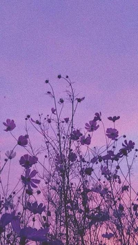 Lavender Field