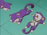 Rattata