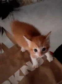 angy kitten