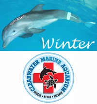 Winter the Dolphin