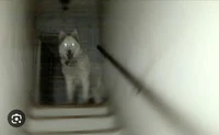 Ghost dog