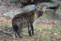 Hyena 