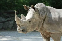 White Rhinoceros 