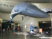 Edie the Blue Whale