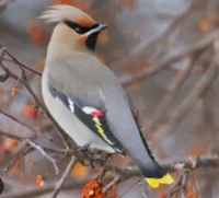Cedar waxwing bird