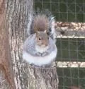 Chonk squirrel 