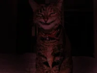 Smile Cat
