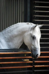 Lipizzaner horse