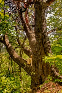 Tree Girl