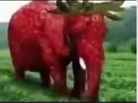 Elefante de fresa