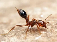 Fire ant  1