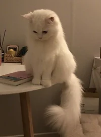 Persian cat 
