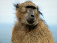 baboon 5
