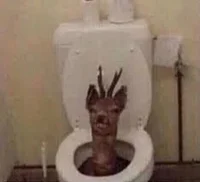 Deer in a toilet