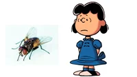 Lucy And The fly