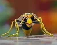 Winnie the wasp