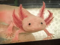 A cute axolotl
