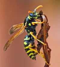 your wasp