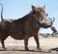 Pumbaa 2019 Film 