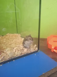 Hamster garry