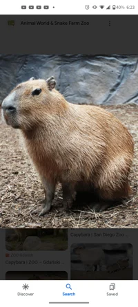 Capybara 