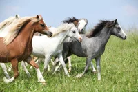 Horse Herd