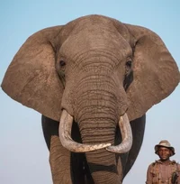 Elephant female