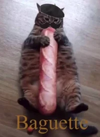 Baguette cat