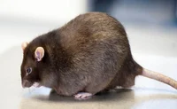 NY Fat Rat