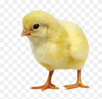 Baby Chick